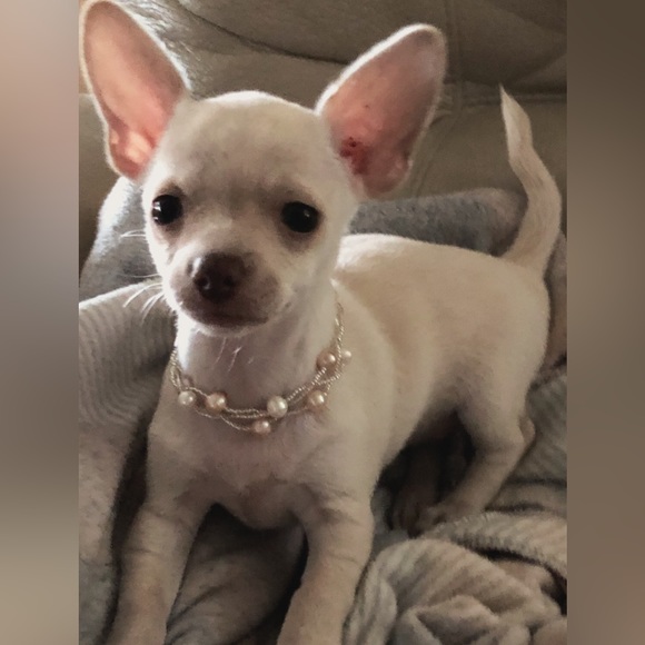 Meet your Posher, Jana & Pearl 🦋🐾💕 - Picture 2 of 7